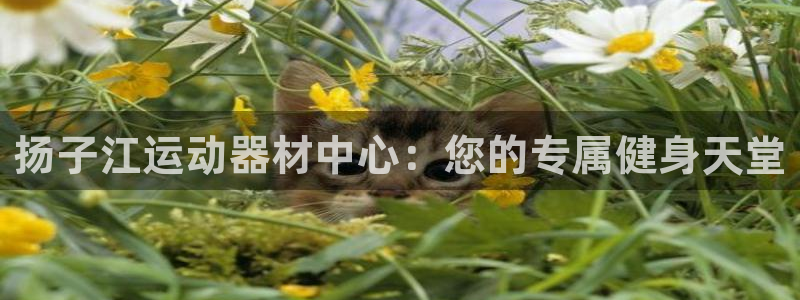 意昂体育4平台注册：扬子江运动器材中心：您的专属健身天堂